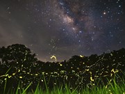 Admiran belleza de luciérnagas en Parque Nacional de Cuc Phuong 