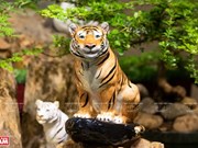 Admiran colección vietnamita de estatuas de tigre de porcelana