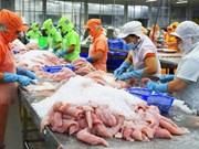 Vietnam disfruta aumento fuerte de exportaciones de pescado Tra 