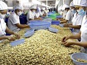 Sector del anacardo de Vietnam se centrará en aprovechar TLC 