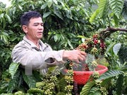 Vietnam gana más de dos mil millones de dólares por exportaciones de café 