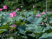 Laguna de lotos encanta a amantes de flores en Hanoi 