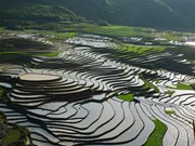 Impresionante la belleza de campos de arroz aterrazados en Sa Pa 