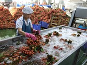 Países del sudeste asiático multiplican importaciones de productos agrícolas vietnamitas