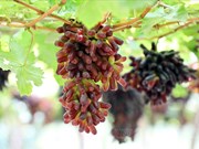 “Dedo negro”, primer tipo de uva sin semilla de provincia vietnamita Ninh Thuan