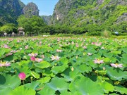 Ninh Binh desarrolla ecoturismo asociado con el loto