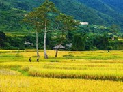[Foto] Las terrazas de arroz de Mu Cang Chai en temporada de cosecha 