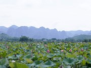 Inmerso en el valle de lotos en las afueras de Hanoi 