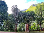 Población de árboles antiguos de té San Tuyet en Dien Bien