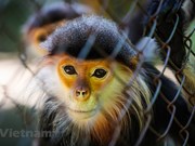 Así protegen a los primates en el antiguo bosque de Cuc Phuong en Vietnam