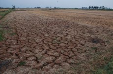  Sequía deja 50 mil hectáreas de tierras incultivables
