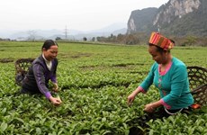 Publican informe sobre crecimiento en zonas rurales vietnamitas