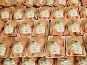 Vietnam considera investigación sobre pollos importados de EE.UU.