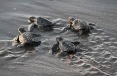  Vietnam elabora plan de acción para proteger tortugas marinas