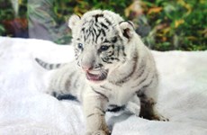 Reproducen con éxito en Vietnam tigre blanco bengalí
