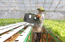 Compañía japonesa interesada en producción agrícola en Ha Nam