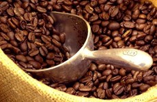  Pronostican baja productividad de café en cosecha 2015-2016