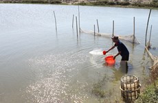  Kien Giang actúa por aumentar producción de camarón de cultivo