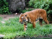 En Vietnam sólo quedan 20 tigres de Indochina