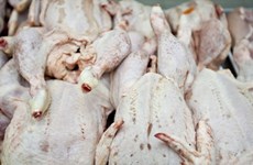  Vietnam finaliza investigación sobre pollos importados de EE.UU.