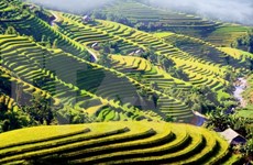 Evento cultural honra a pintorescas terrazas de arroz de Hoang Su Phi