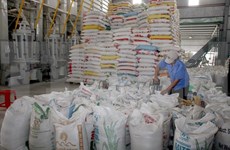 Aumenta Vietnam precio de exportación de arroz