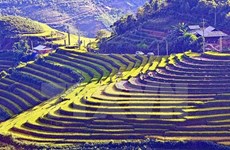 Terrazas vietnamitas entre 14 paisajes más surrealistas del mundo