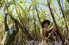  Vietnam y Australia intercambian variedades de caña de azúcar