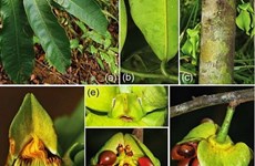 Descubren nuevas especies de flora en Khanh Hoa