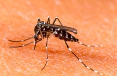 El Niño amenaza con brotar el dengue en Sudeste de Asia