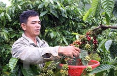 Vietnam busca aumentar exportación de productos agrícolas a Singapur