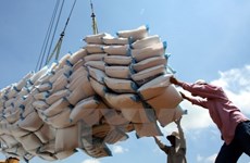 Optimizan exportaciones de arroz vietnamita