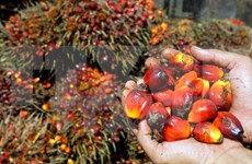 Indonesia y Malasia fundarán Consejo de productores de aceite de palma