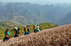 Alfombras de flores de alforfón cubren meseta rocosa Dong Van 
