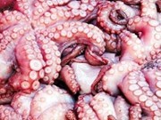 Sudcorea sigue siendo mayor receptor de calamares y pulpos de Vietnam