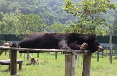 Osos salvados con nueva vida en Parque Nacional de Tam Dao