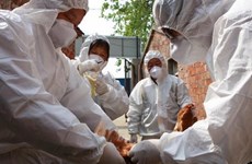 Vietnam acelera prevención contra gripe aviar A (H7N9)