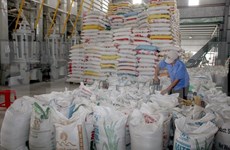 Vietnam suspende venta de arroz con 25 por ciento de grano partido
