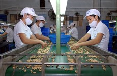 Vietnam aumenta exportaciones de anacardo