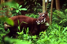 Científicos buscan preservar fauna silvestre en Truong Son