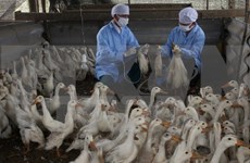  Dedica Vietnam gran esfuerzo por fomentar lucha contra gripe aviar