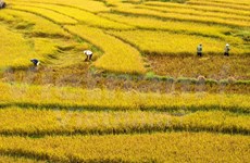 Publican primer informe anual de turismo de Vietnam