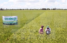 Honran en Vietnam 100 modelos de cultivo agrícola