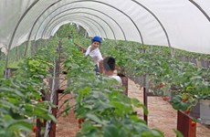 Concede Canadá asistencia financiera a agricultores vietnamitas