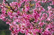 Cerezo japonés florece en provincia norvietnamita