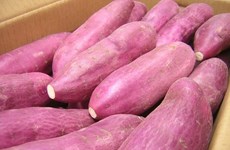 Certifican como sanas batatas de Vietnam exportadas a Singapur
