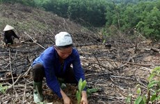 Vietnam: Proyecto forestal beneficiará a millones de personas de minorías étnicas