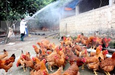 Vietnam intensifica labores preventivas contra epidemia aviar