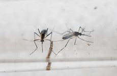 Vietnam acelera supervisar para detectar en breve casos sospechosos del virus Zika