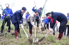 Inician en Hanoi festival de siembra de árboles